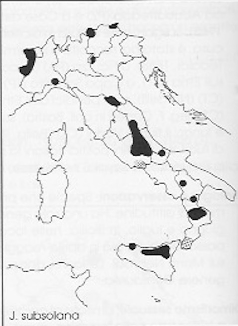 Jordanita globulariae ?